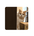 でぶねこのポヨ（個別スタンプ：2）