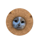 でぶねこのポヨ（個別スタンプ：3）