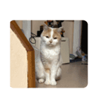 でぶねこのポヨ（個別スタンプ：4）