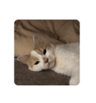 でぶねこのポヨ（個別スタンプ：5）