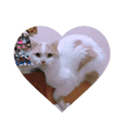 でぶねこのポヨ（個別スタンプ：6）