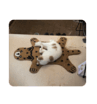 でぶねこのポヨ（個別スタンプ：7）