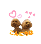 チョコ＆アラレ（個別スタンプ：1）