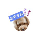 チョコ＆アラレ（個別スタンプ：4）