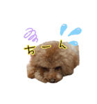 チョコ＆アラレ（個別スタンプ：9）
