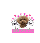 チョコ＆アラレ（個別スタンプ：13）