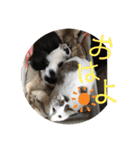 我が家のにゃんず(と)（個別スタンプ：1）