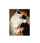 我が家のにゃんず(と)（個別スタンプ：2）