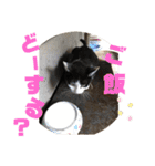 我が家のにゃんず(と)（個別スタンプ：7）