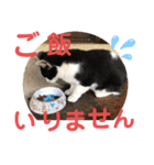 我が家のにゃんず(と)（個別スタンプ：8）