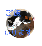 我が家のにゃんず(と)（個別スタンプ：9）