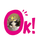我が家のにゃんず(と)（個別スタンプ：11）