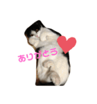 我が家のにゃんず(と)（個別スタンプ：14）