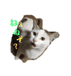 我が家のにゃんず(と)（個別スタンプ：16）