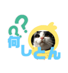 我が家のにゃんず(と)（個別スタンプ：17）