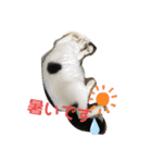 我が家のにゃんず(と)（個別スタンプ：20）