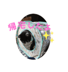 我が家のにゃんず(と)（個別スタンプ：22）
