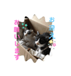 我が家のにゃんず(と)（個別スタンプ：24）