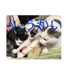 我が家のにゃんず(と)（個別スタンプ：26）