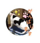 我が家のにゃんず(と)（個別スタンプ：27）