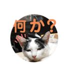 我が家のにゃんず(と)（個別スタンプ：30）