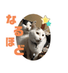 我が家のにゃんず(と)（個別スタンプ：31）