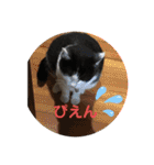 我が家のにゃんず(と)（個別スタンプ：32）
