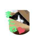 我が家のにゃんず(と)（個別スタンプ：33）