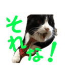 我が家のにゃんず(と)（個別スタンプ：35）