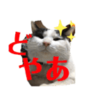 我が家のにゃんず(と)（個別スタンプ：36）
