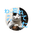 我が家のにゃんず(と)（個別スタンプ：37）