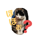 我が家のにゃんず(と)（個別スタンプ：38）
