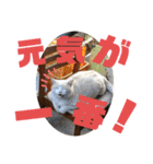我が家のにゃんず(と)（個別スタンプ：40）
