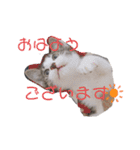 ゼン★キナスタンプ（個別スタンプ：1）