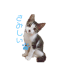 ゼン★キナスタンプ（個別スタンプ：4）