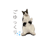 ゼン★キナスタンプ（個別スタンプ：11）
