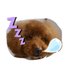 ノア(トイプードル )（個別スタンプ：1）