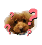 ノア(トイプードル )（個別スタンプ：2）