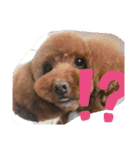 ノア(トイプードル )（個別スタンプ：8）