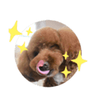 ノア(トイプードル )（個別スタンプ：11）