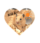 キンクマハムスターのマロちゃん♡（個別スタンプ：3）