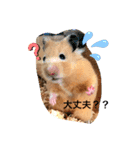 キンクマハムスターのマロちゃん♡（個別スタンプ：4）
