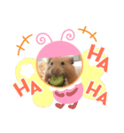 キンクマハムスターのマロちゃん♡（個別スタンプ：12）