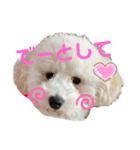 だいすきな人へぷーどる（個別スタンプ：1）