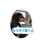 パピックスのそら（個別スタンプ：12）