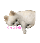Roiro＆らぷー（個別スタンプ：5）