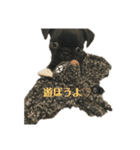 Roiro＆らぷー（個別スタンプ：13）