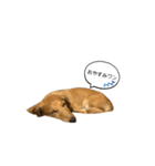 話すラガーちゃん（個別スタンプ：1）