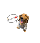 話すラガーちゃん（個別スタンプ：3）