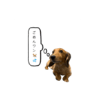 話すラガーちゃん（個別スタンプ：4）